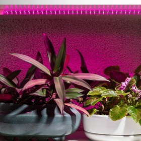 Фото 1/9 Светильник для растений, фитолампа светодиодная линейная ЭРА FITO-10W-Т5-RB-Slim красно-синего спектра 10 Вт Т5 Б0057401