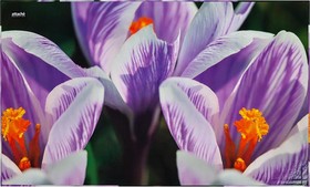 Фото 1/7 Коврик на стол Attache Selection 35x59см СROCUS цветок, ламиниров картон