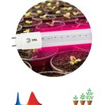 Фитолампа для растений светодиодная ЭРА FITO-18W-RB-Т8-G13-NL и мясных прилавков ...
