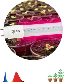 Фитолампа для растений светодиодная ЭРА FITO-18W-RB-Т8-G13-NL и мясных прилавков 18 Вт Т8 G13 красно-синего спектра Б0042990 | купить в розницу и оптом